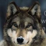 grooldwolf