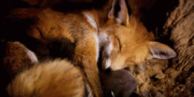 RED-FOX1.gif